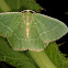 Red-Fringed Emerald
