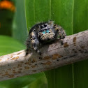 Jumping Spider