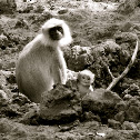 Hanuman Langur
