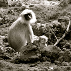 Hanuman Langur