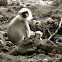 Hanuman Langur