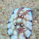 Chromodoris hintuanensis
