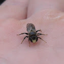 Stingless Bee