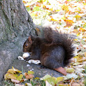 Eastern Gray Squirrel