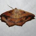 Large Maple Spanworm Moth