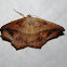 Large Maple Spanworm Moth