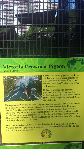 Victoria Crowned-Pigeon
