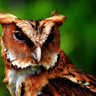 Giant Scops Owl