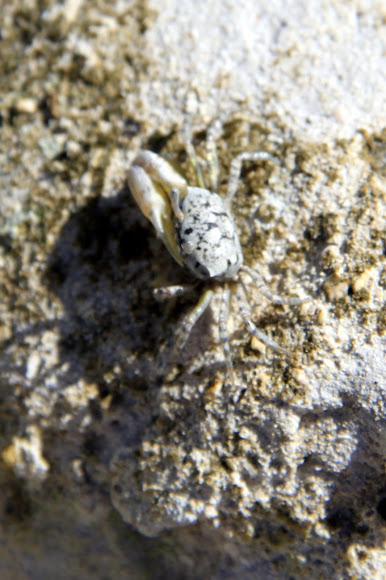 Spotting Image 1