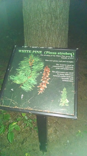 Pinus Strobes