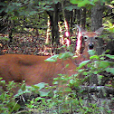 Deer - White tailed deer
