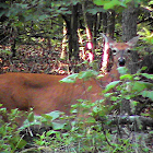 Deer - White tailed deer