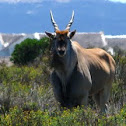 Eland