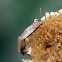 Unknown Insect