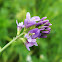Trifolium?