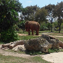 asian bull elephant