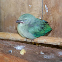 Blue-Gray Tanager