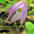 Purple Clematis