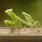Giant Asian Mantis