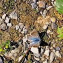 Chalkhill Blue