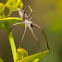 Araña (Nursery Web Spider)
