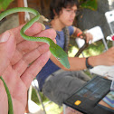 Vine Snake