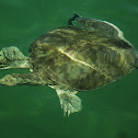 Tortuga negra de concha blanda
