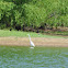 Great White Egret