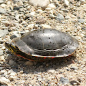 Painted Turtle