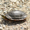 Painted Turtle