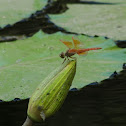 Ditch Jewel Male