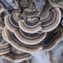 Turkey Tail Fungus