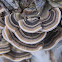 Turkey Tail Fungus