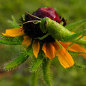 Bird Grasshopper