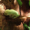 Waxy Monkey Leaf Frog