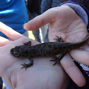 Iberian ribbed newt