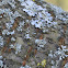 Lichens
