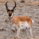 Pronghorn