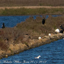 Cormorant; Cormorán Grande