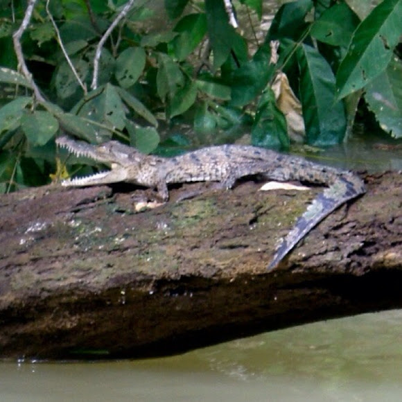 Spotting Image 1