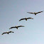 pelicans