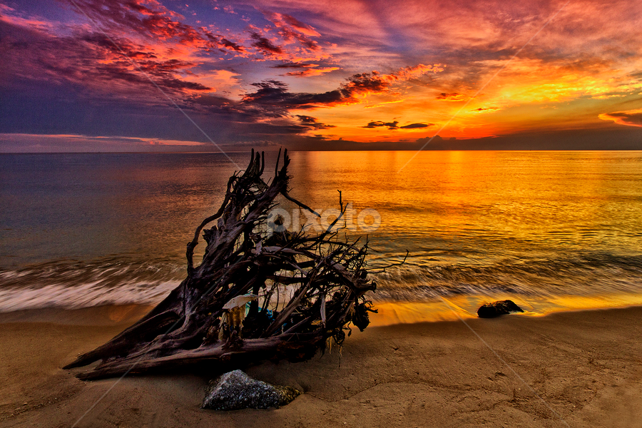 The Wrecked Tree by Charliemagne Unggay - Landscapes Waterscapes ( clouds, water, nature, colors, sunrise )