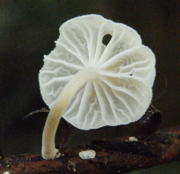 Spotting Image 1