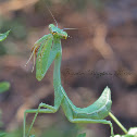 Mantis