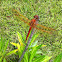 Needham's Skimmer