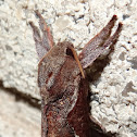 Elhamma