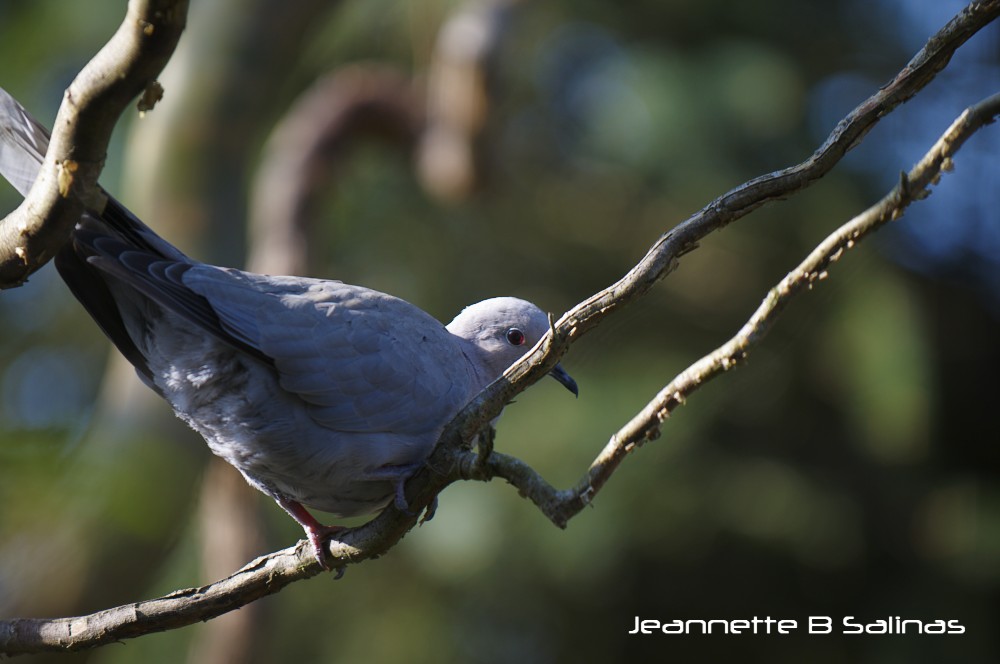 Eurasian Collared Dove