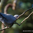 Eurasian Collared Dove