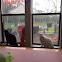Grey tabby and white domestic shorthair cats