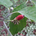 Dogwood